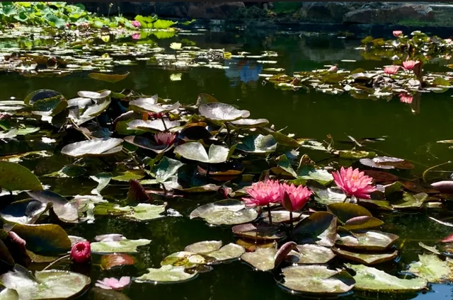 Dallas | A Collection of Lotus Viewing Spots Nearby
