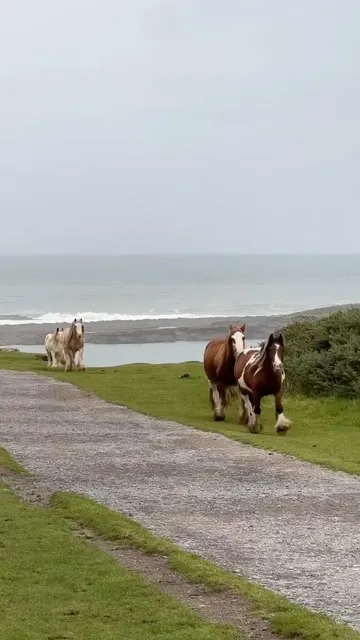 🇬🇧 Rhossili Beach Adventure: Wild Ponies & Welsh Coast Magic