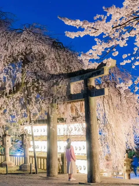  Tokyo Cherry Blossom Spots 🌸