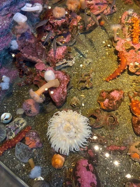 🐠🌊 Seattle Aquarium: A "Meh" Moment in the Emerald City