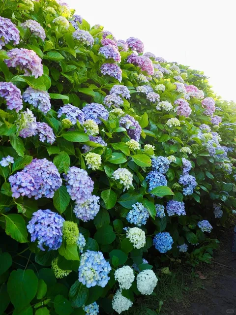 These Spots in Tokyo Also Have Beautiful Hydrangeas! (2)🌸