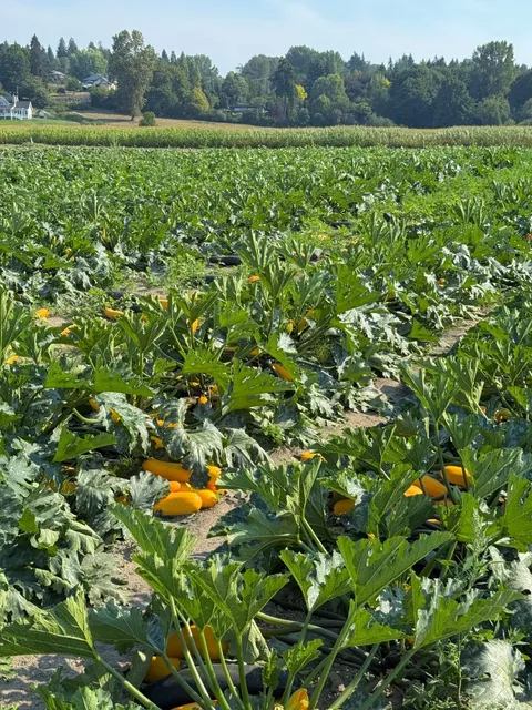 Seattle｜Summer Picking Collection – Fruit & Vegetable Farm