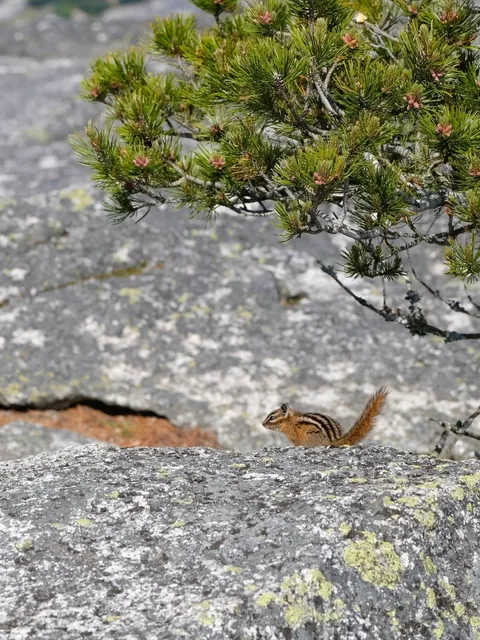 Vancouver Hiking | Stawamus Chief 🏞️