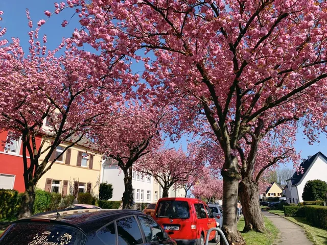 🇩🇪 Cherry Blossom Avenue | Bochum📍