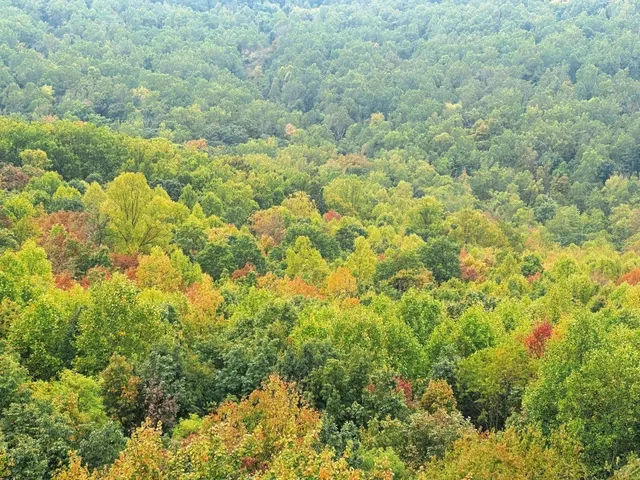 Autumn on the Appalachian Trail 🍂🥾