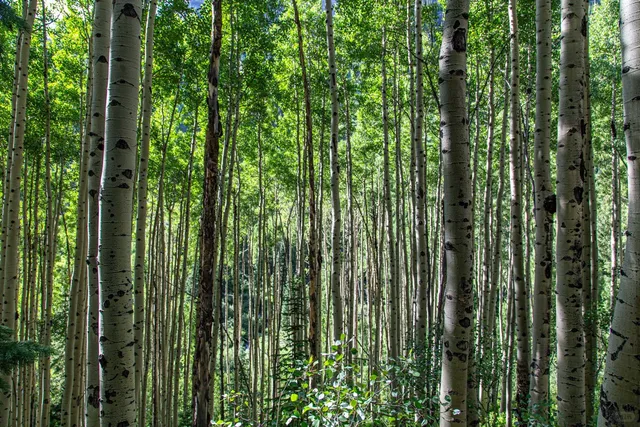 Maroon Bells, Aspen — A Place That Makes You Forget the World 🌄💫