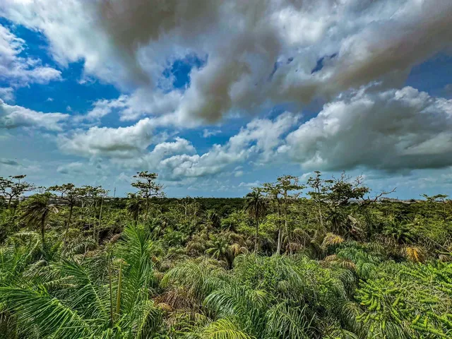 🌿 Experiencing the African Jungle in Lagos!