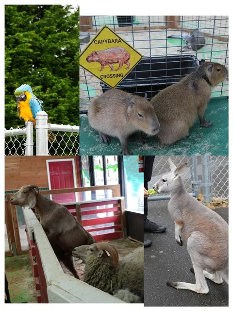 Fun Day in Tacoma with Kids! 🐑🍽️🛝