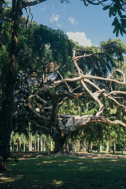 Sri Lanka Botanical Garden in Kandy