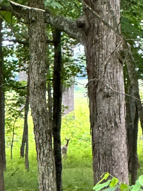 Hiking at Shaw Nature Reserve 🌿 | A Peaceful Escape Near St. Louis