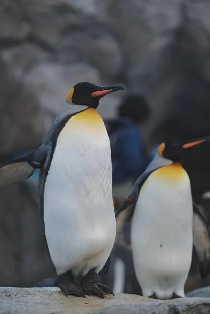 🦒🐾 Calgary Zoo: A Wild Weekend Adventure! 