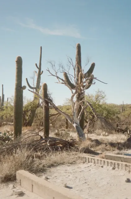 Solo Travel in the US | Tucson Day 1