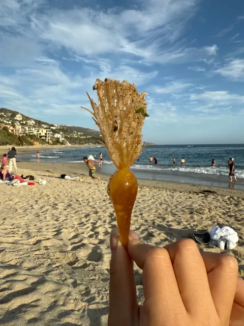 LA/OC: Don’t Miss Laguna’s Hidden Gem Beach 🏖️