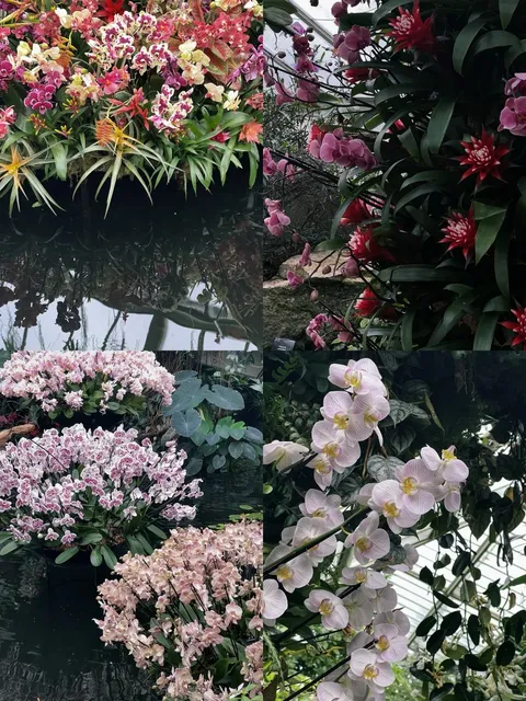 London Kew Garden | Orchid Festival, Greenhouses