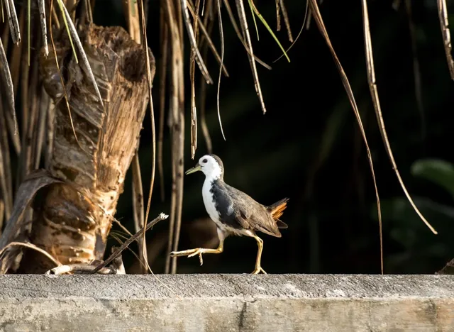 Maldives Addu Nature Park