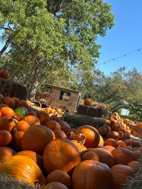 🌻🎃Whispers of Time Beside the Pumpkin Mounds 