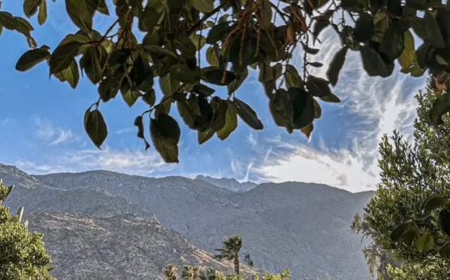 🌴 Palm Springs’ Secret Garden Hotel – The Colony Palms Review!  