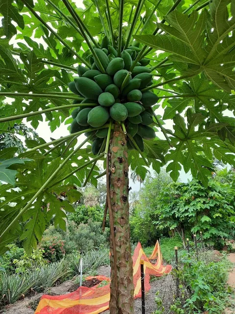 Darwin Botanic Gardens: A Monsoon Meditation 🌧️🌴