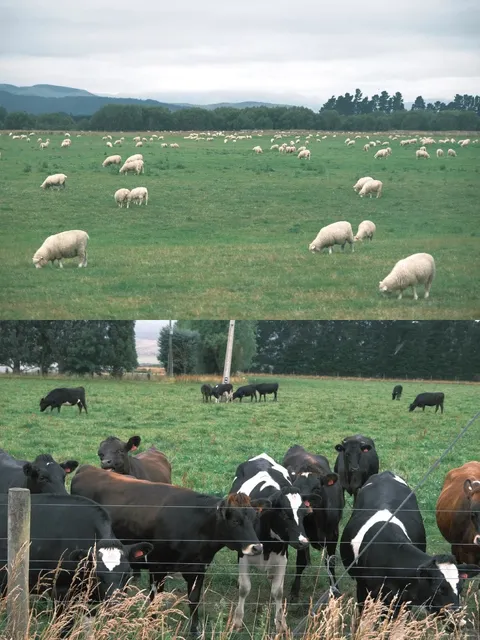 🇳🇿 Invercargill - New Zealand's Southernmost City