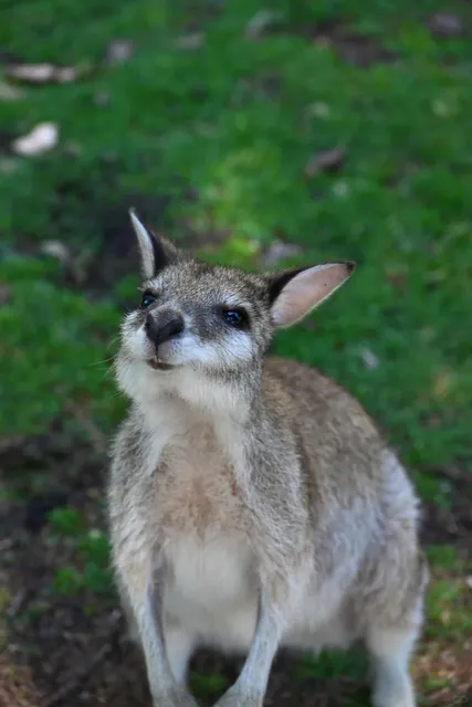 Perth | The Perfect Travel Destination! 🏜️🐨