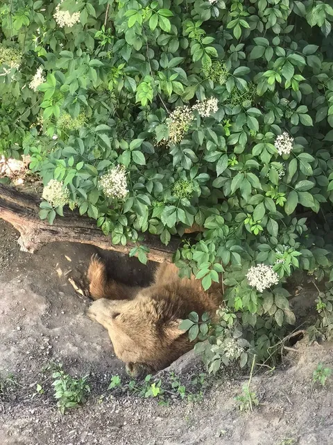 2-Day Bern Travel Guide: Capital Charm & Hidden Gems 🇨🇭