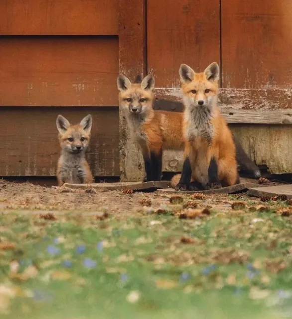 🇨🇦 Wait... Canada Has a London Too?!