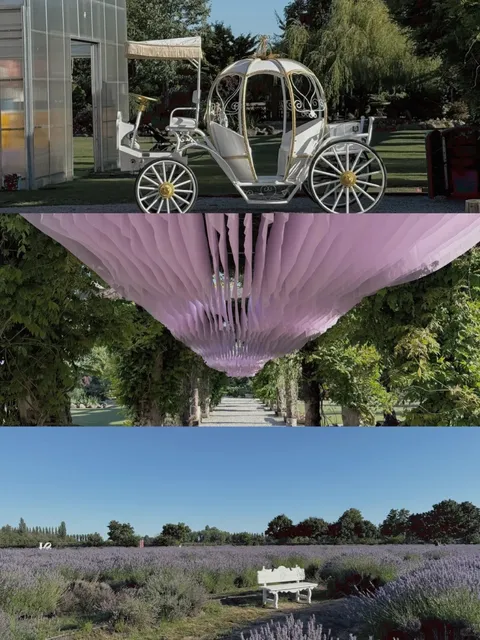 【Dual-City Flower Fields Review ⚠️ Abbotsford Disappoints