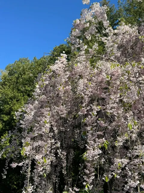 🌿 Toronto Weekend Escape: Japanese-Inspired James Gardens 💚