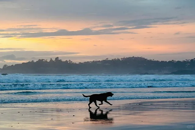 Monterey & Carmel Leisurely One-Day Trip Guide 🌊🌸