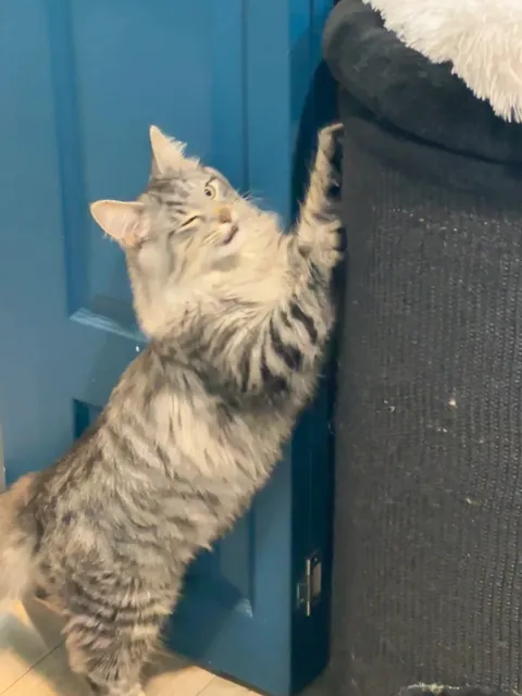 Edinburgh | Discovering Love Around the Corner at a Cat Café 😺