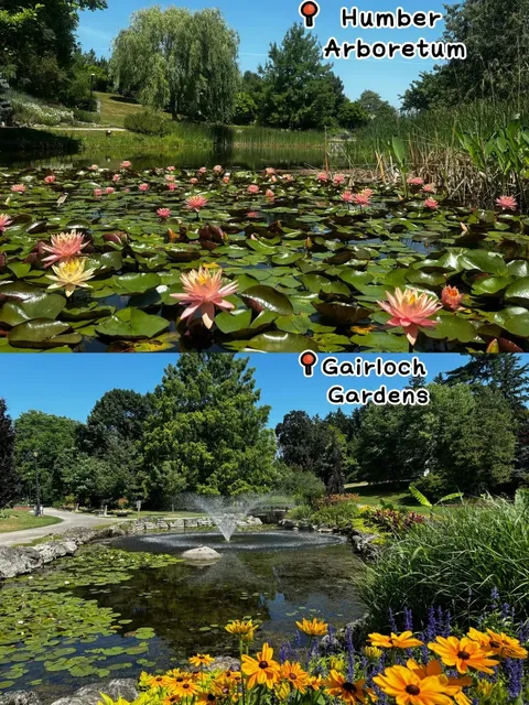 🌿 Two Hidden "Monet-Style Water Lily" Gardens Near Toronto🎨💦
