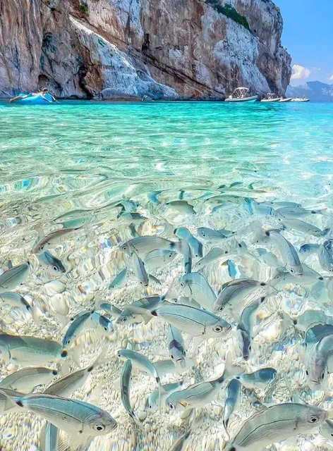 The One & Only Jelly Sea on Earth! Sardinia, Italy🌊