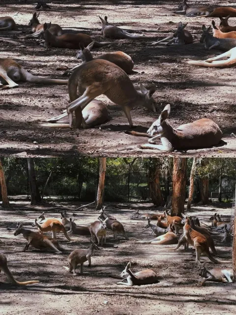 🇦🇺 Gold Coast | Currumbin Wildlife Sanctuary is a MUST-VISIT! 🐨