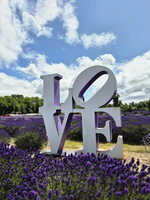 🇨🇦 ​​Lavender Paradise in Richmond, Vancouver!​​ 💜🌿
