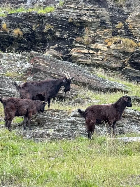 🇳🇿 Deer Park Heights Guide: Fluffy Cows & Sassy Goats! 🦌🐄