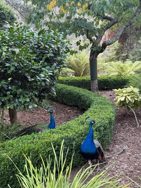 🇦🇺 Cataract Gorge Reserve, Launceston: Perfect Family Day Out! 