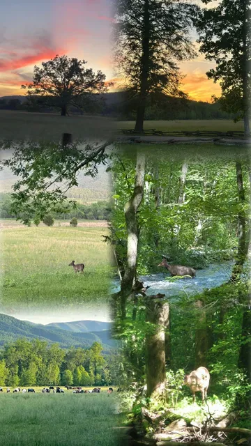 ⛰️ Great Smoky Mountains Travel Guide