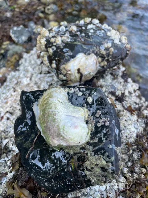 🇨🇦 Nanaimo Oyster Hunt: Expectations vs Reality