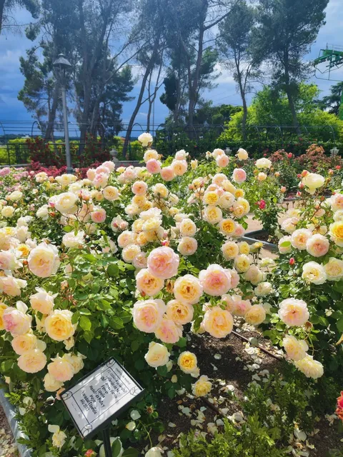 Madrid Rose Garden +1 🌹