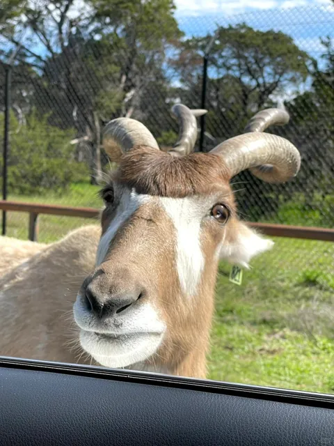 Fossil Rim Wildlife Center – A True Self-Drive Safari