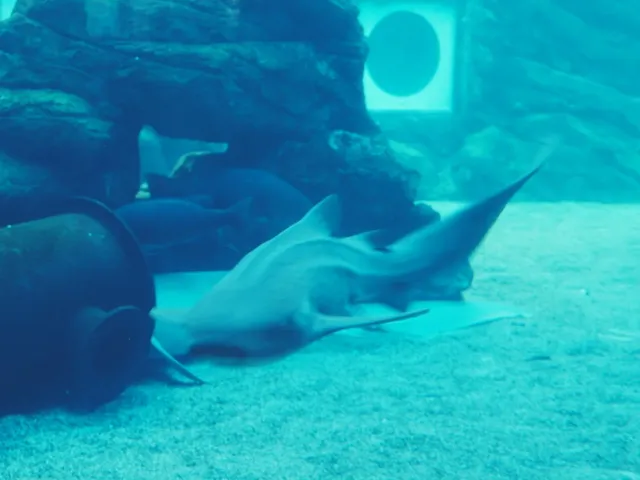 uShaka Marine World in Durban 🇿🇦🌊