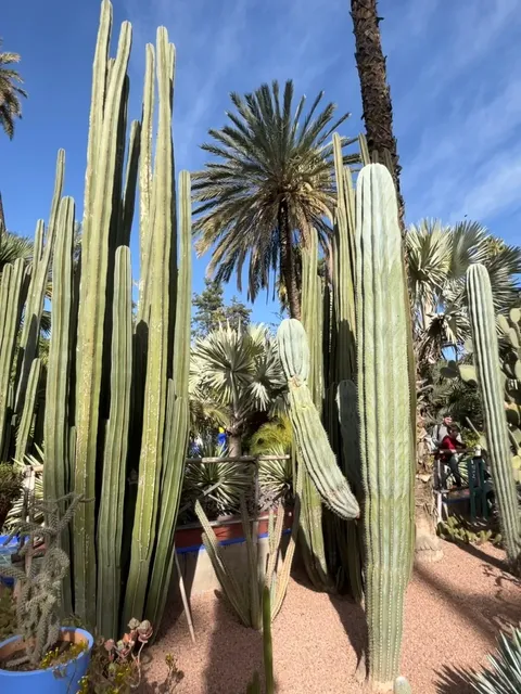 🌵🌴 Stunning Garden Oasis: Cacti, Palms & YSL Magic! 📸✨