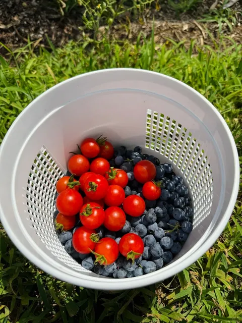 🏔️ Grandfather Mountain – A Must-Visit Natural Wonder Near Charlotte