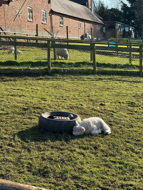 🇬🇧 Adorable Animals in Birmingham 🐑