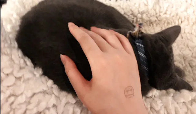 Seattle 🇺🇸 Neko Cat Café 🐾 An Amazing First-Time Cat Cuddling Exper