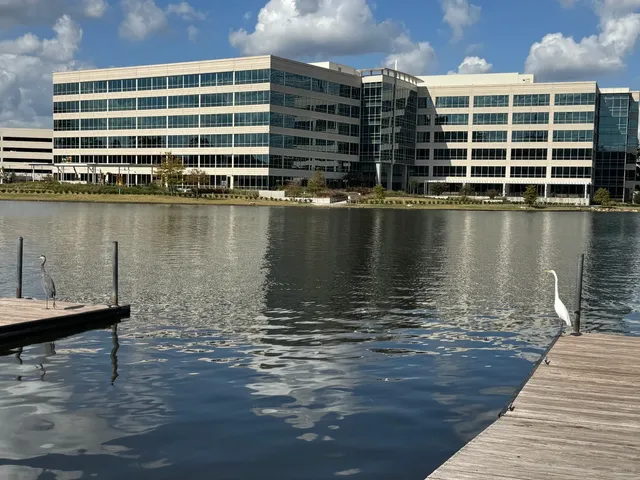 The Woodlands: Rediscovering Life's Poetry in Dappled Light and Flow