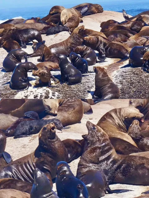 🇿🇦 Cape Town | Seal Island + Penguin Beach: Nature’s Cutest Show