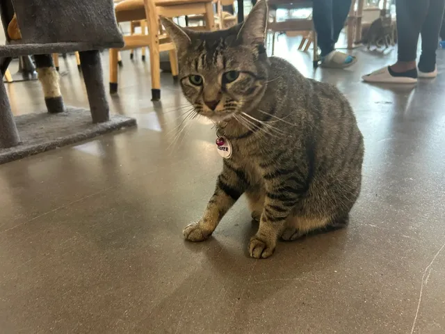 Houston Cat Café 🐱​​