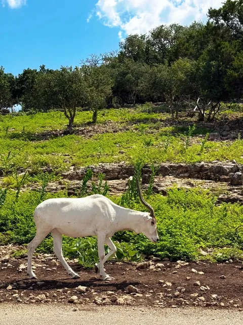 Safari in San Antonio 🦓🌿