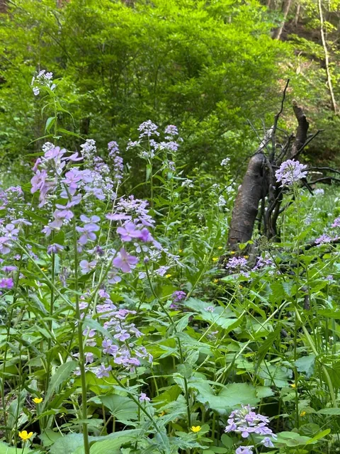 Where to Go in Pittsburgh on Weekends 🌲｜Discovering the Small Waterfa